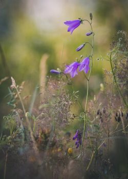 Rundblättrige Glockenblume